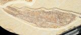 Knightia Fossil Fish Plate From Wyoming #10887-2
